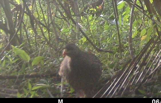 Image of Natal Francolin