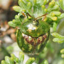 Image de Cassida (Cassida) corallina Boheman 1862