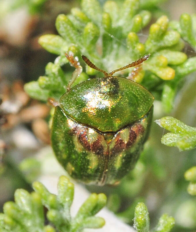 Image de Cassida (Cassida) corallina Boheman 1862