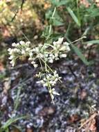 Eupatorium rotundifolium L. resmi