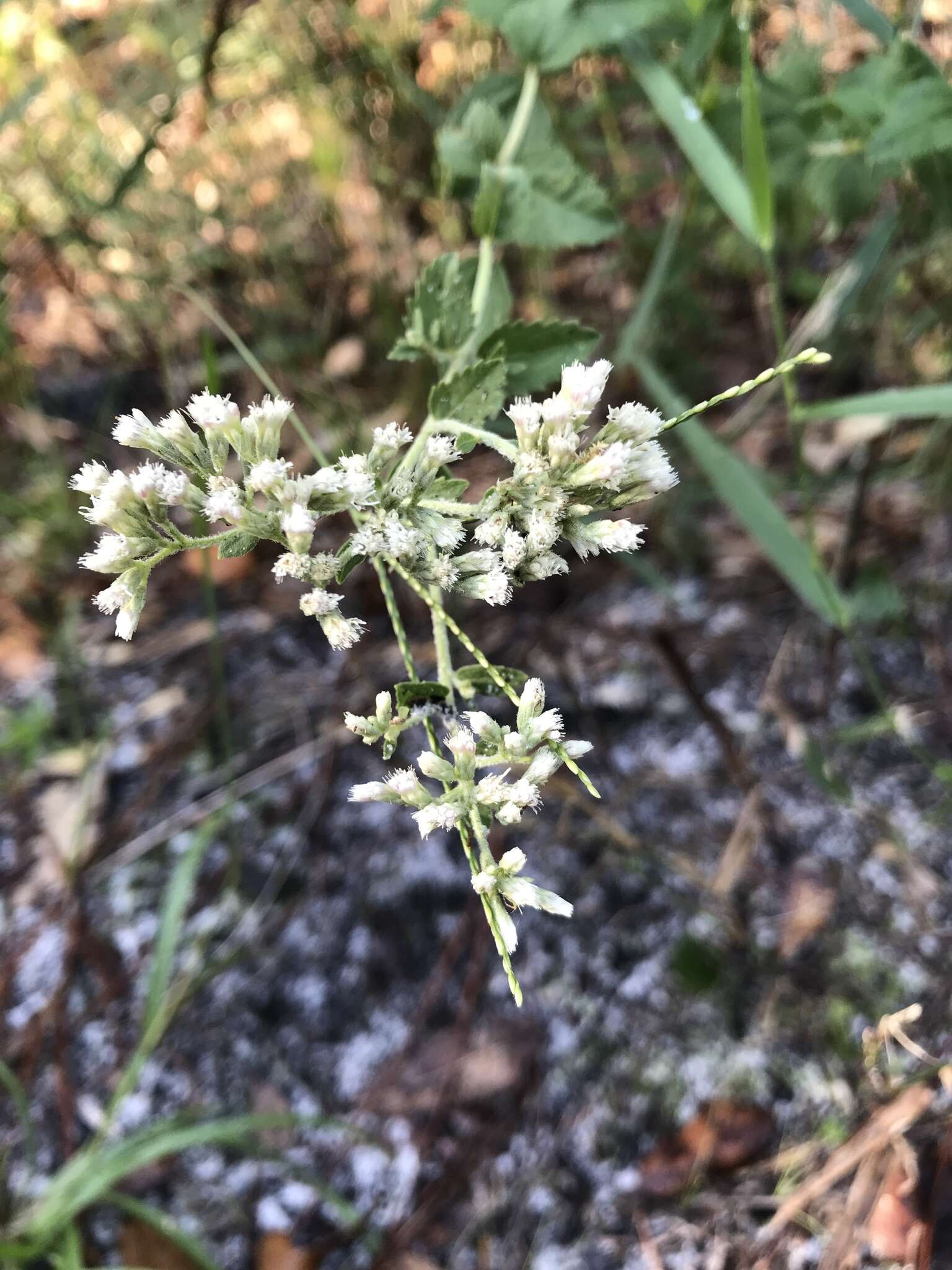 Eupatorium rotundifolium L. resmi