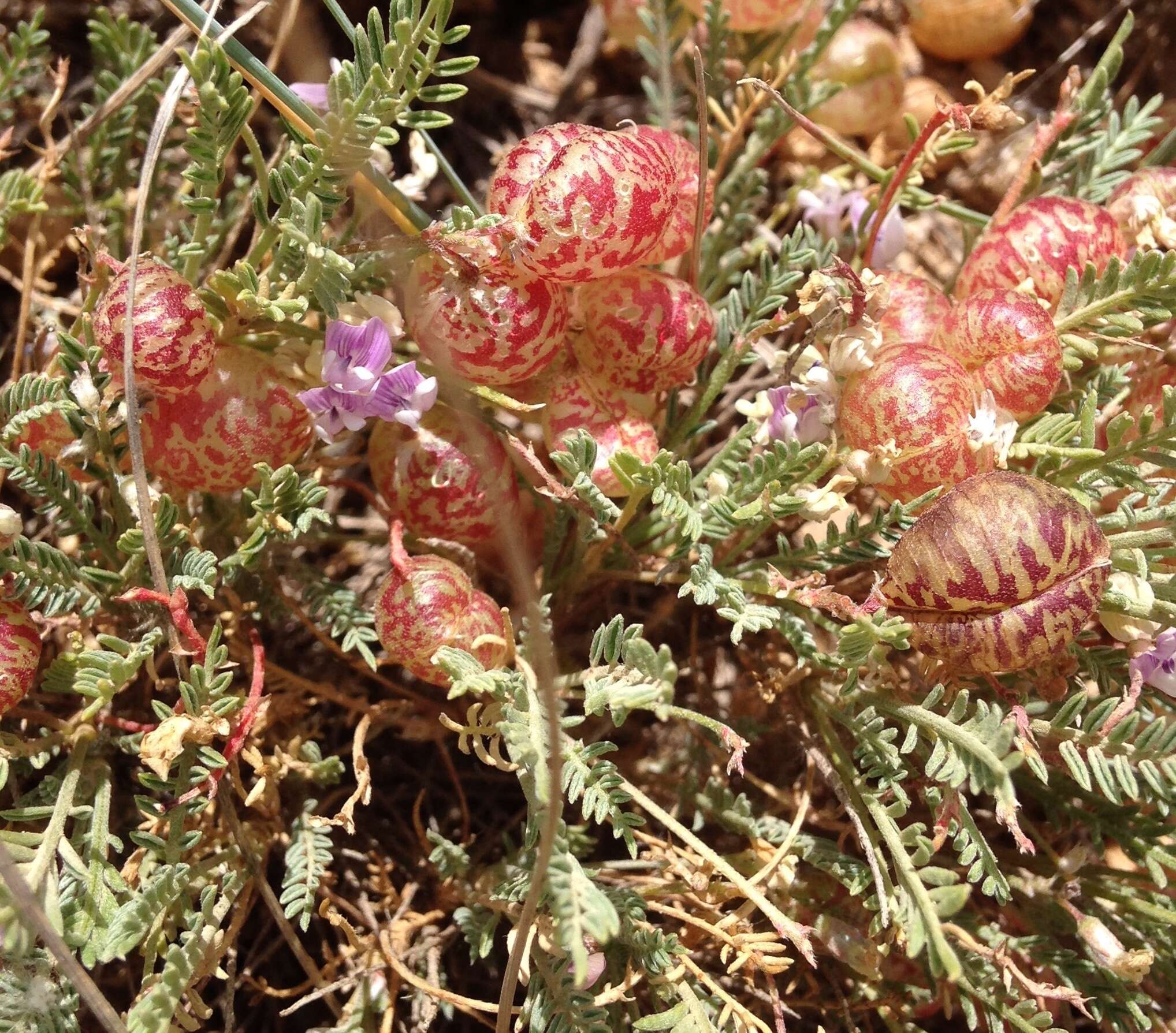 Sivun Astragalus jejunus S. Wats. kuva