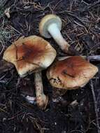 صورة Pholiota avellaneifolia A. H. Sm. & Hesler 1968