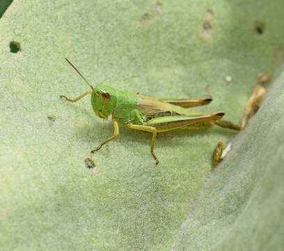 Image of Pseudochorthippus parallelus (Zetterstedt 1821)