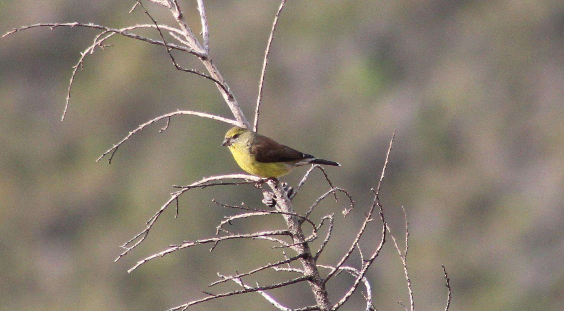 Image of Cape Siskin