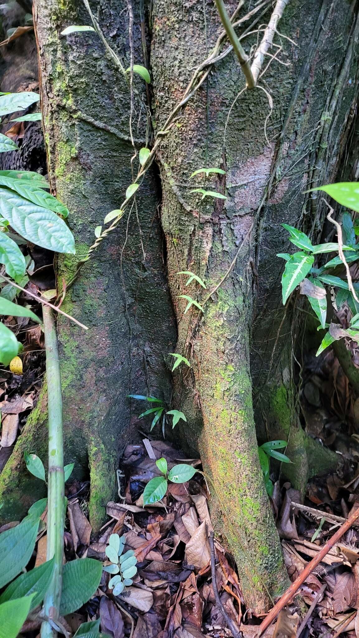 Image of Adenia cordifolia (Bl.) Engl.