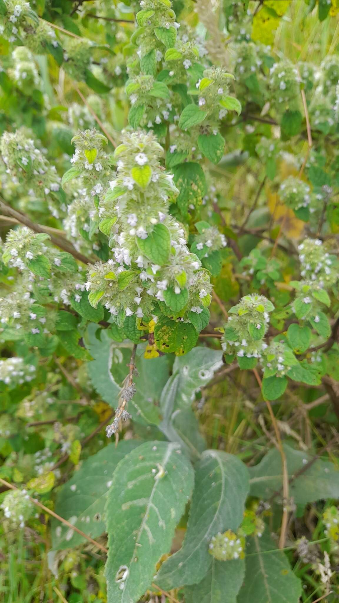 Image of Minthostachys mollis (Benth.) Griseb.