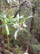 Image de Urostemon kirkii var. angustior (Allan) B. Nord.