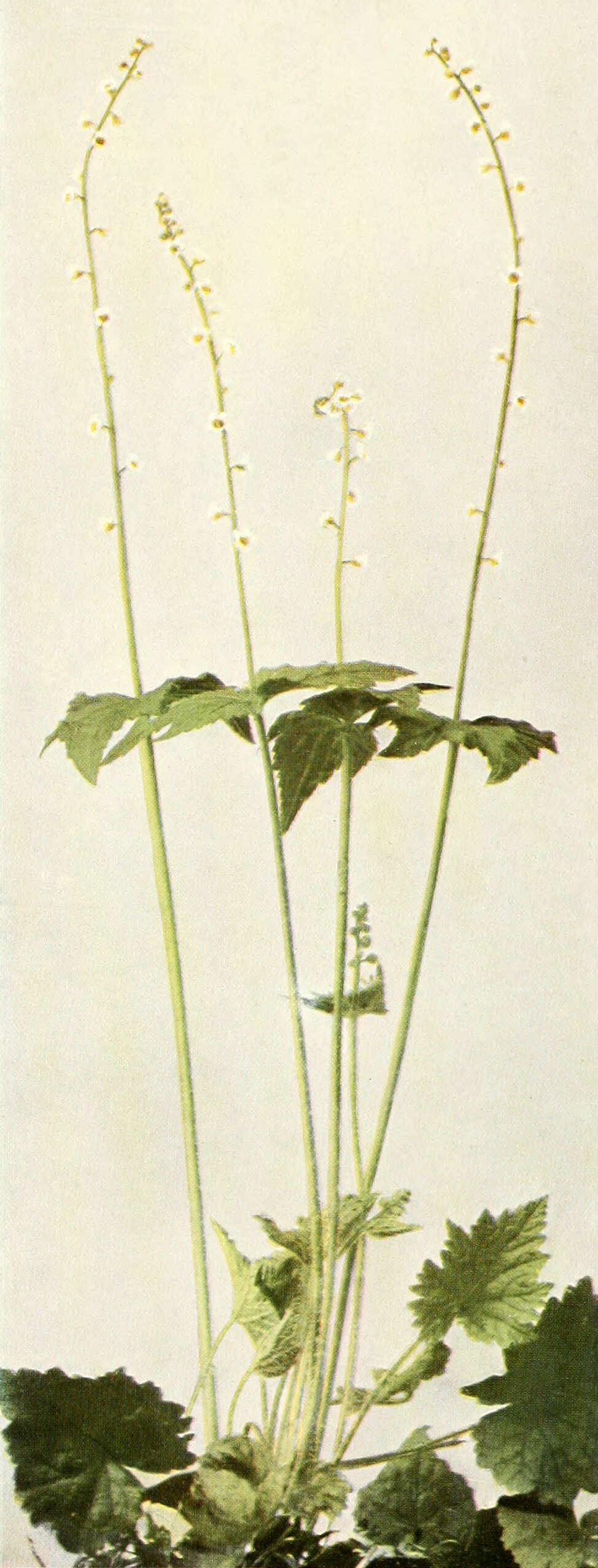 Image of twoleaf miterwort