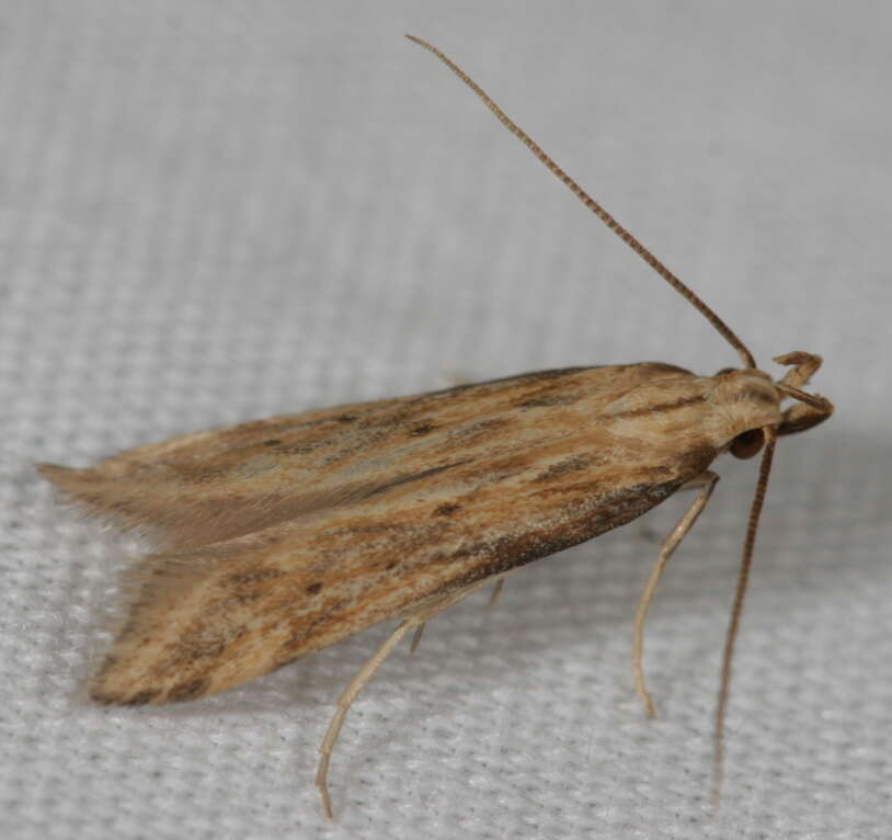 Image of Moth