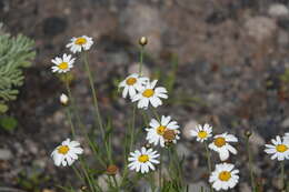 Image of Argyranthemum frutescens subsp. parviflorum (Pit. & Proust.) Humphr.