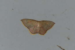 Image of Pseudhyria rubra Hampson 1891