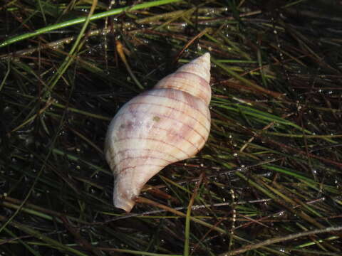 Image of Banded Tulip (western)