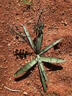 Image of Ledebouria apertiflora (Baker) Jessop