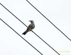 Image of Plaintive Cuckoo