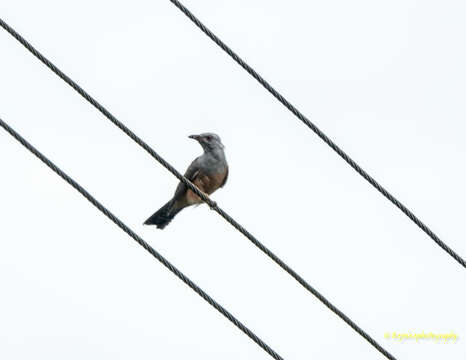 Image of Plaintive Cuckoo