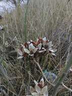 Imagem de Ipomoea carnea subsp. fistulosa (Mart. ex Choisy) D. F. Austin