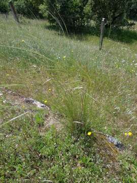 Image of Stipa lagascae Roem. & Schult.