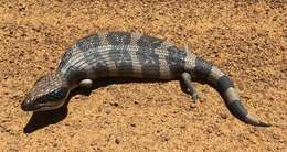 Image of Western blue-tongued lizard