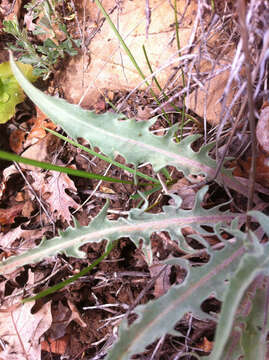 Image of limestone hawksbeard