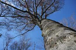 Image of Japanese Beech