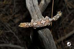 Image of Fine-faced Gecko