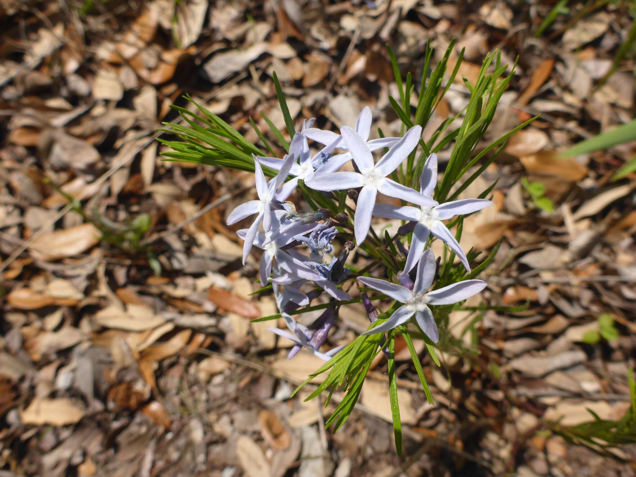 Plancia ëd Amsonia ciliata Walt.