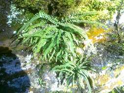 Image of maidenhair spleenwort