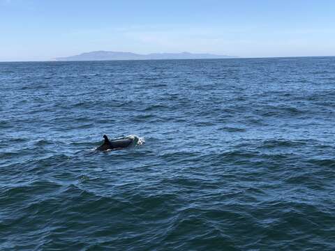 Image of false killer whale