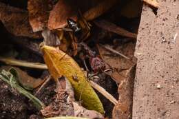 Imagem de Odontomachus turneri Forel 1900