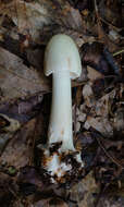 Image of Amanita brunnescens G. F. Atk. 1918