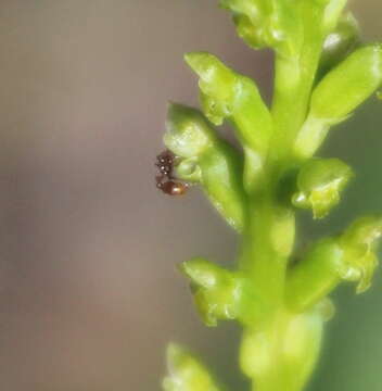 Image of Common onion orchid