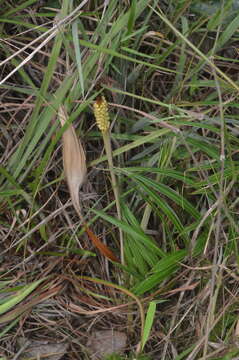 Image of Allagoptera campestris (Mart.) Kuntze