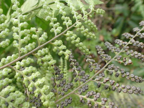 Image of Maxonia apiifolia (Sw.) C. Chr.