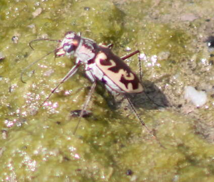 Image of Ellipsoptera macra fluviatilis (Vaurie 1951)