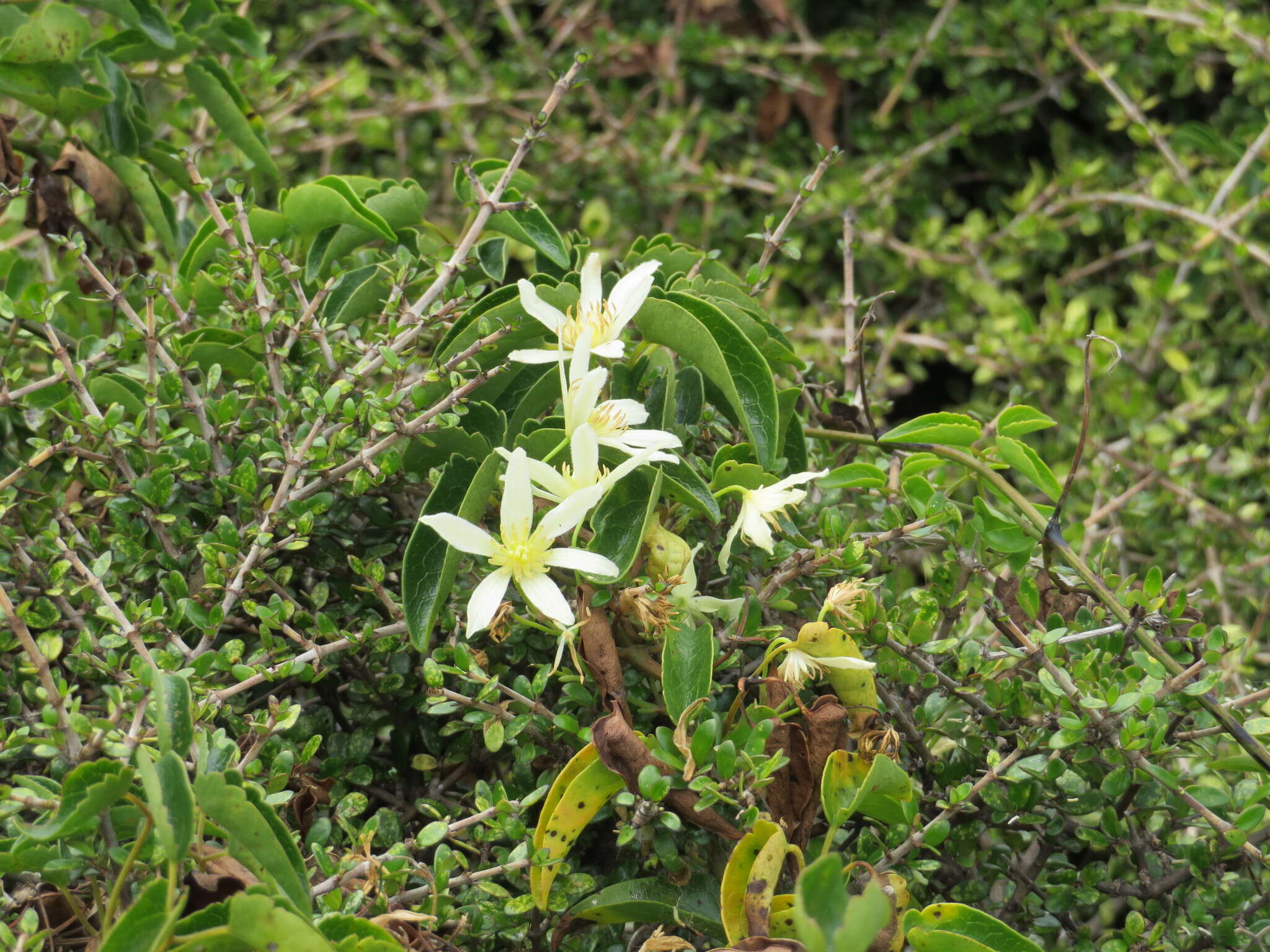 صورة Clematis forsteri J. F. Gmel.