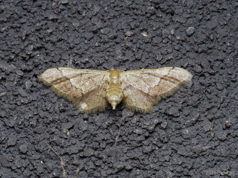 Image of Idaea violacea Hampson 1891