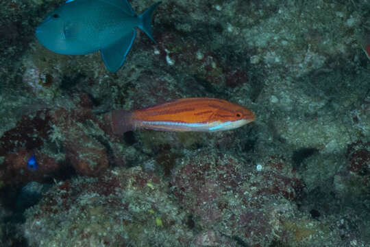 Image of Redtail flasherwrasse