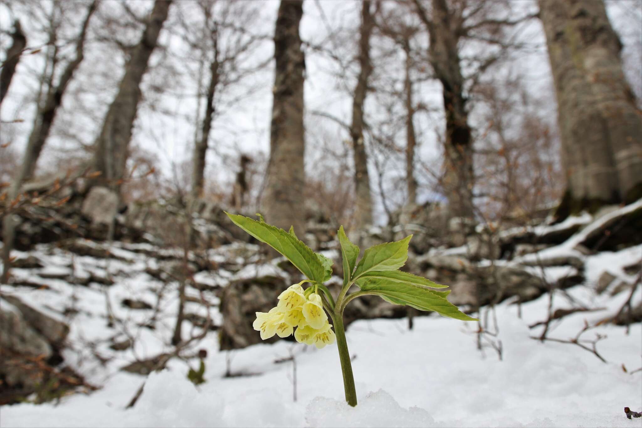 Image of Cardamine enneaphyllos (L.) Crantz