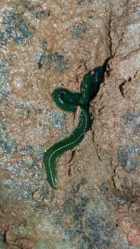 صورة Eulalia viridis (Linnaeus 1767)