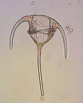 Image of Neoceratium tripos