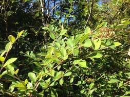 Plancia ëd Cotoneaster glaucophyllus Franch.