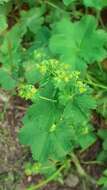 Image of Alchemilla devestiens Juz.