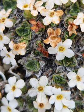 Image of Myosotis pulvinaris Hook. fil.