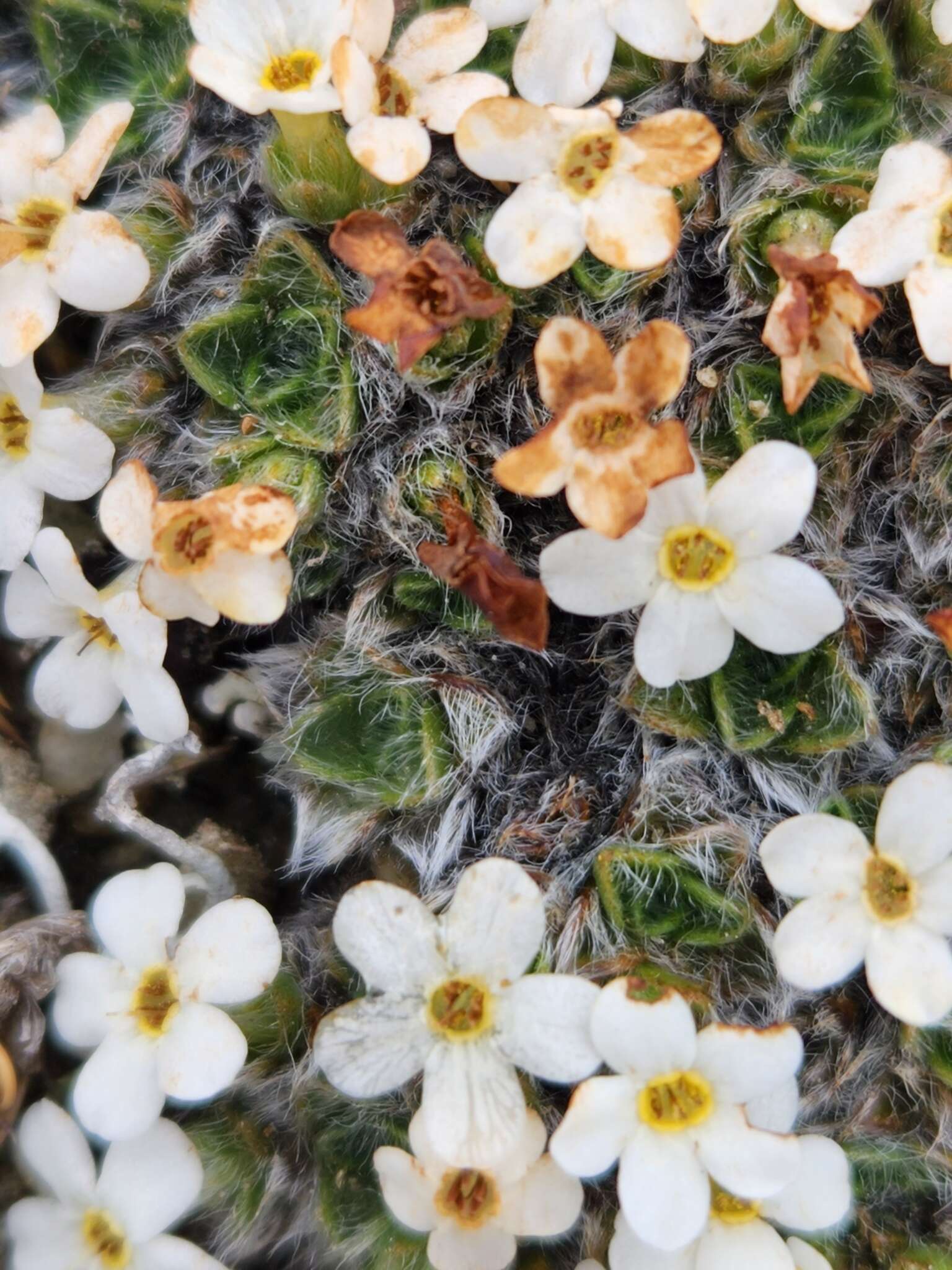 Imagem de Myosotis pulvinaris Hook. fil.