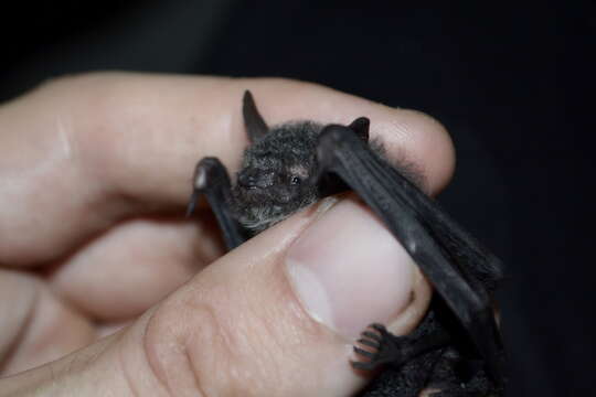 Image of Thick-thumbed Myotis