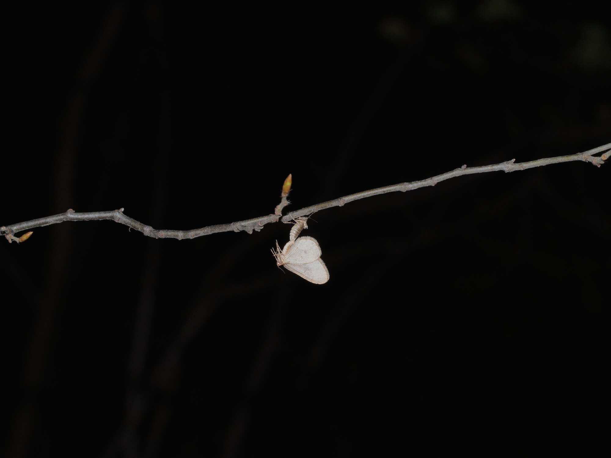 Image of winter moth