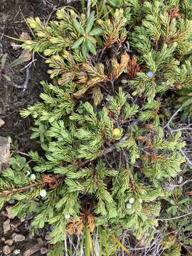 Plancia ëd Juniperus communis var. kelleyi R. P. Adams