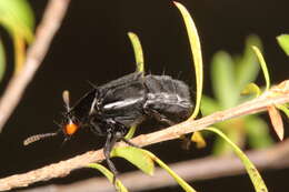 Creophilus oculatus (Fabricius 1775) resmi