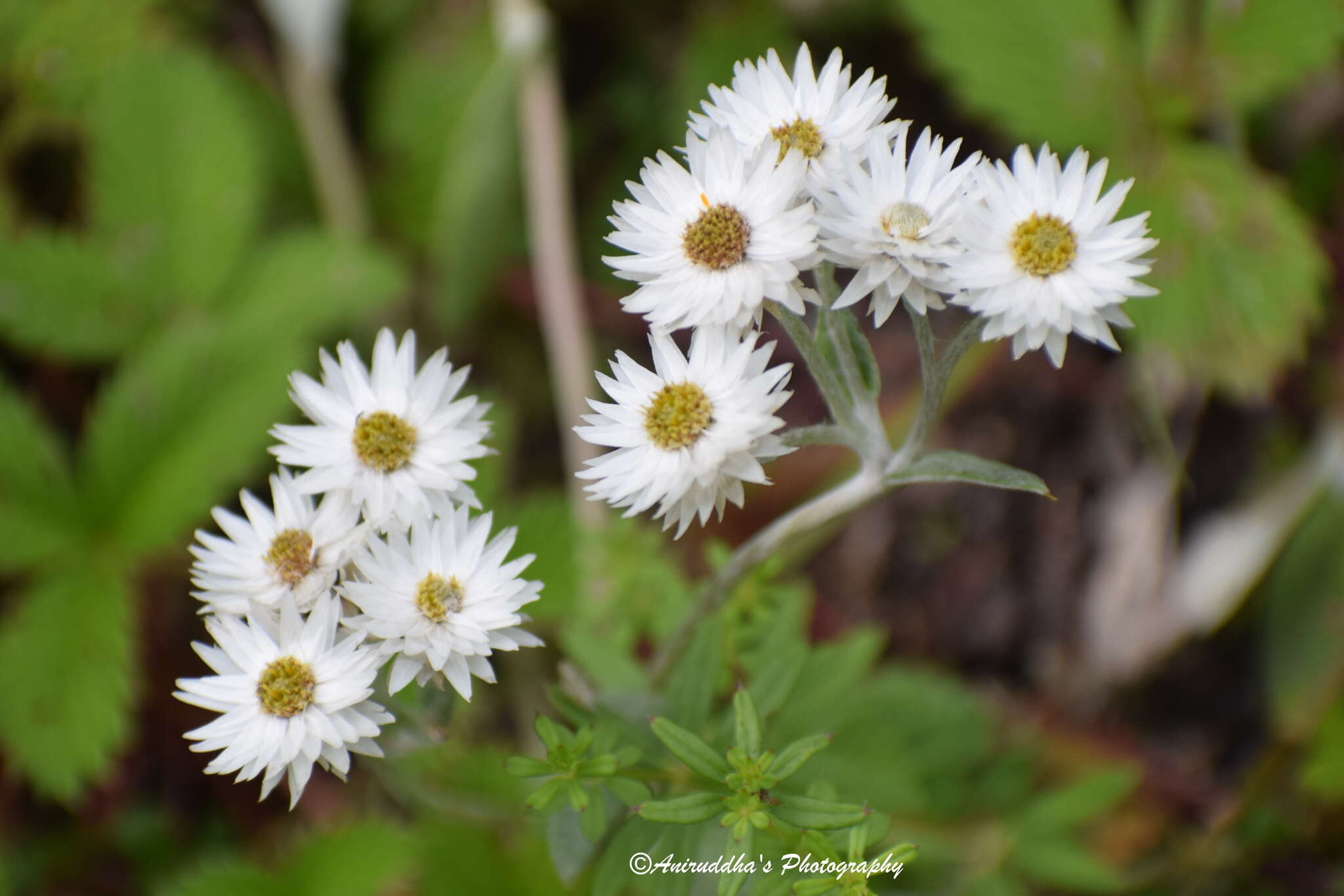 Image of Three-nerved Pearly Everlasting